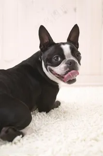 高清回眸的斗牛犬狗狗图片 高清回眸的斗牛犬狗狗图片