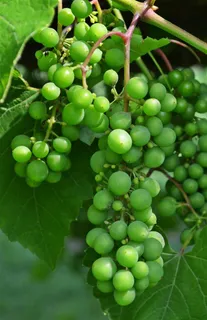 葡萄藤上成长的果实