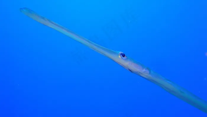 深海鱼图片
