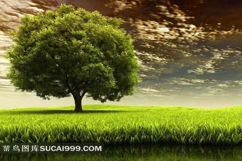 草地上的大树风景图片