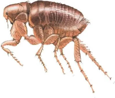 跳蚤 PNG免抠(397x336)