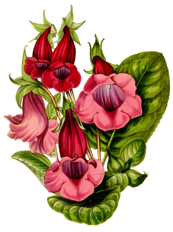 复古手绘植物花卉玫瑰花PNG免扣图案高清图片PS设计素材图