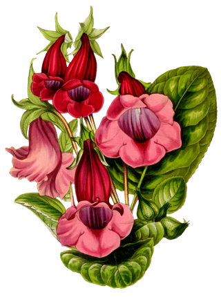 复古手绘植物花卉玫瑰花PNG免扣图案高清图片PS设计素材图