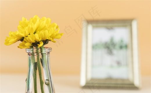 粉色鲜花小雏菊