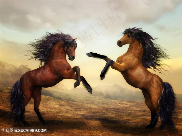 英俊帅气的两匹骏马图片