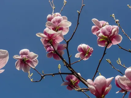 粉色木兰花花朵图片 粉色木兰花花朵图片