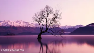 雪山湖泊树木紫色风景