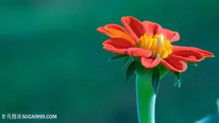 唯美静物花卉壁纸