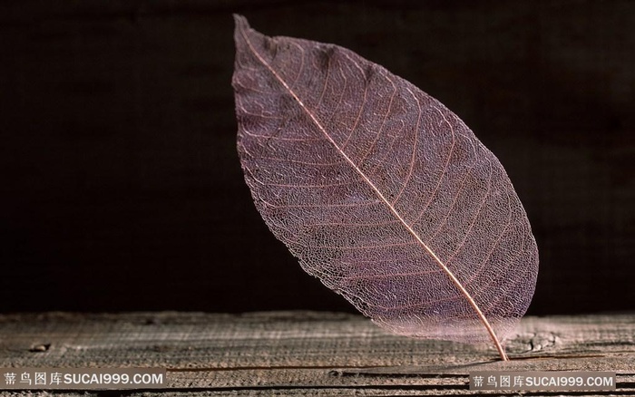 树叶唯美背景创意图