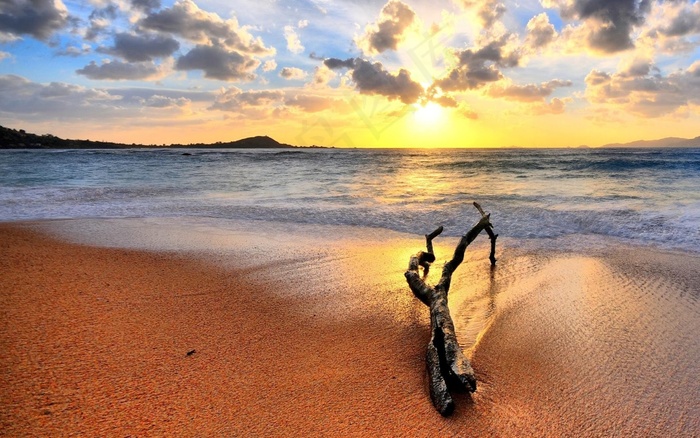 黄昏海滩落日树枝图片