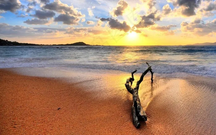 黄昏海滩落日树枝图片