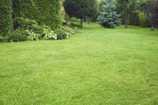 青绿色草地图片下载