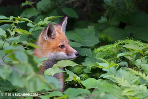野生动物草丛伸出头的狐狸图片