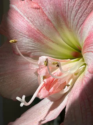 白色纯洁百合摄影素材