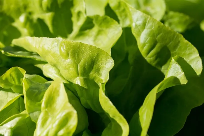 叶子 蔬菜 收成 生产 有机的 新鲜的 食物 