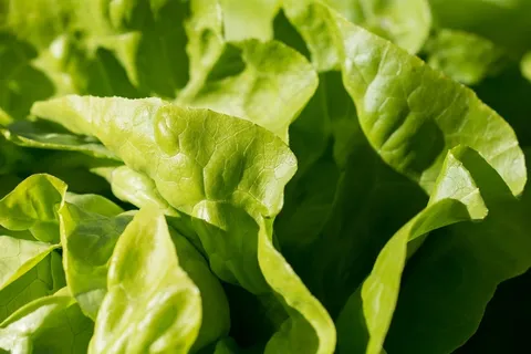 叶子 蔬菜 收成 生产 有机的 新鲜的 食物  叶子 蔬菜 收成 生产 有机的 新鲜的 食物