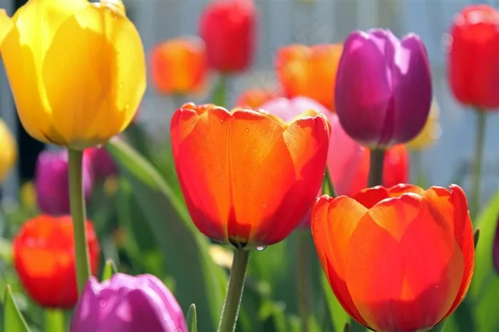 唯美郁金香花海图片