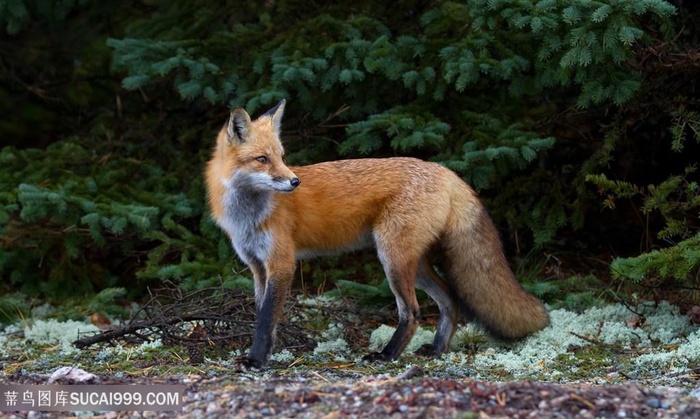 高清林地里狐狸图片