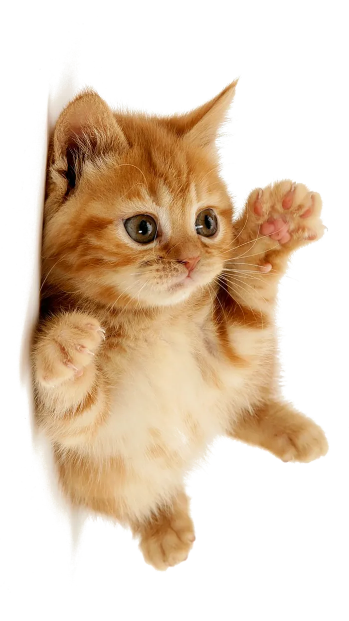 猫咪睡卧卡通