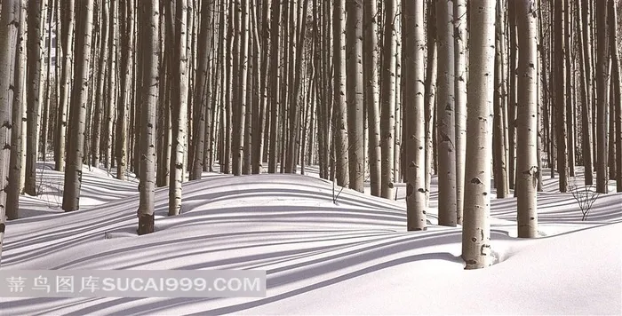 冬季树林风景图片