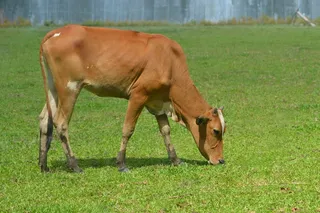 黄牛低头吃草图片