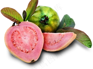 番石榴免抠素材 (27)