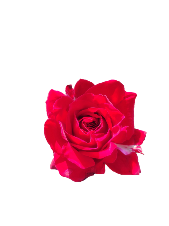 红玫瑰“免抠”