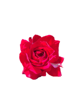 红玫瑰“免抠”