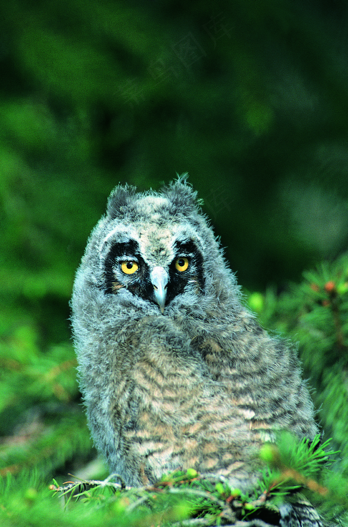 猫头鹰图片下载