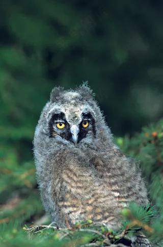 猫头鹰图片下载