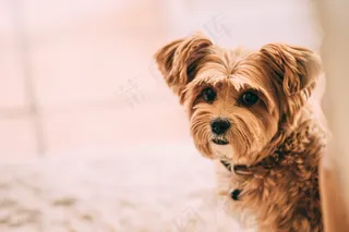 可爱贵宾犬写真图片