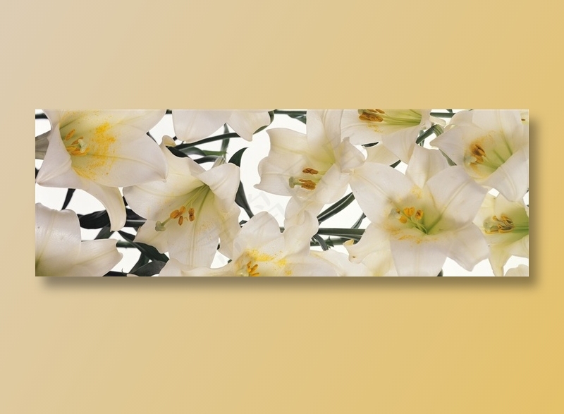 花朵花瓣全景摄影环境贴图