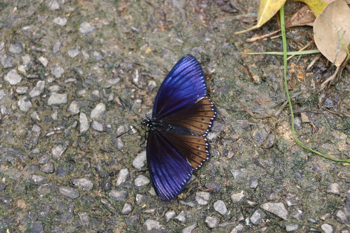 风景动植物之蓝色蝴蝶