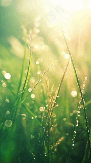 春天草地雨水雨露露珠绿草清新，谷雨雨水惊蛰白露摄影图