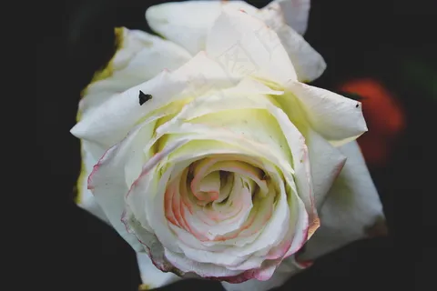 一支白色玫瑰花图片 一支白色玫瑰花图片