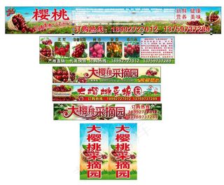 樱桃采摘  樱桃园   大樱桃  采摘园  