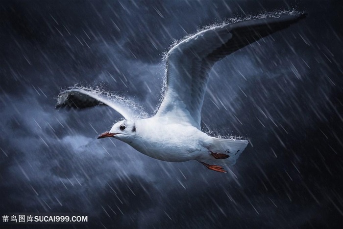 暴雨中展翅翱翔的海燕