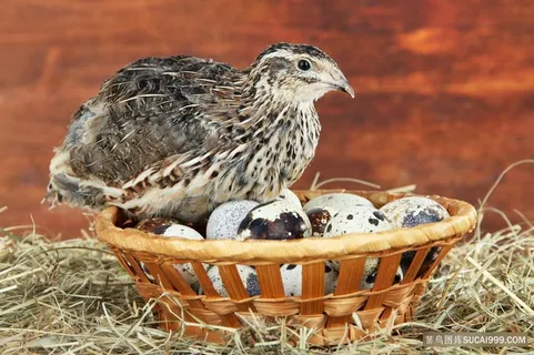 鹌鹑蛋上的小鹌鹑