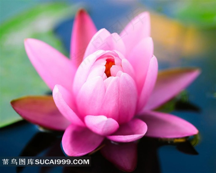 娇美的荷花素材