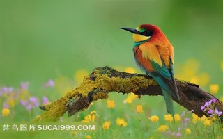 野外树枝上的一只小花鸟