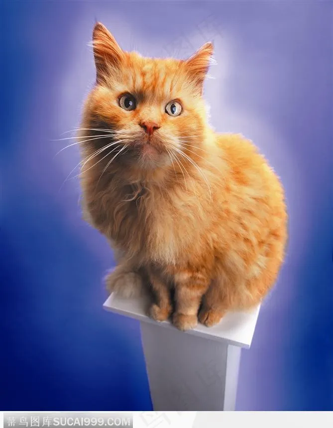 宠物猫