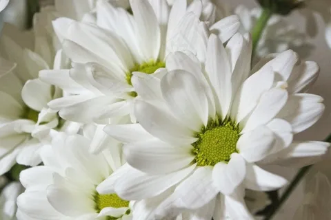 纯白色菊花图片 纯白色菊花图片