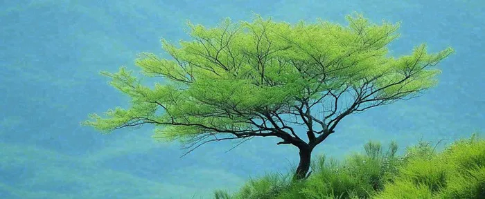 悬崖高山意境云层绿树树木特写(1712x704)