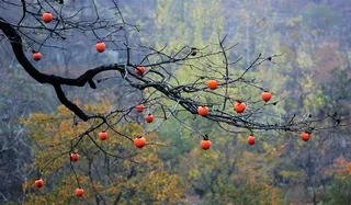 柿子红柿点点红柿挂枝头
