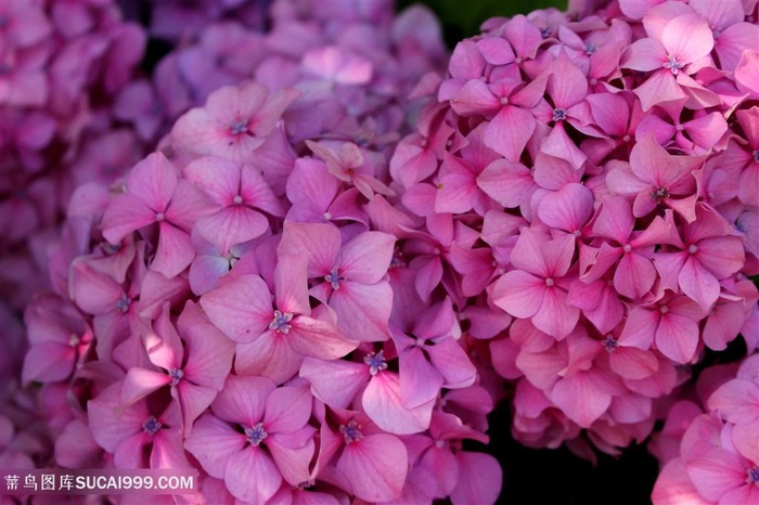 高清唯美绣球花鲜花摄影图片