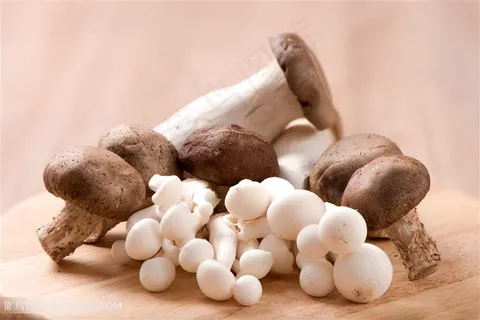 蘑菇美食食材高清图 蘑菇美食食材高清图