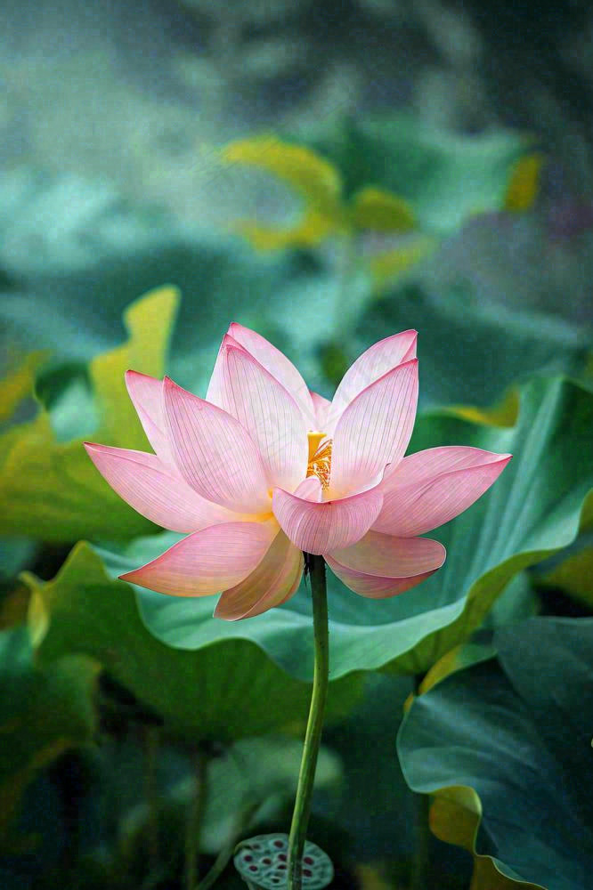 中国风夏日荷花荷叶大气特写摄影，大暑小暑夏至摄影图