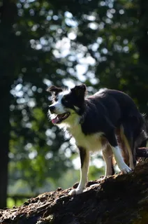 成年纯种边牧犬图片 成年纯种边牧犬图片