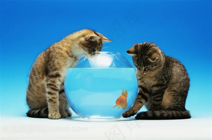 家猫宠物猫