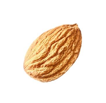 一颗杏仁 PNG免抠(365x354)